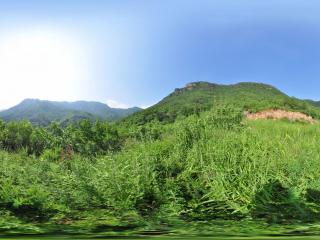 妙峰山 后山樹林