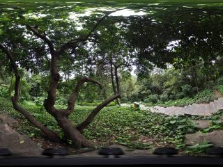 廣州越秀公園路邊怪樹全景