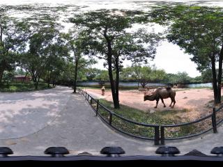 深圳野生動物園駱駝