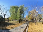 北京植物園 秋景NO.16