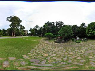 西雙版納中科院植物園 龍血樹