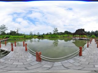 西雙版納中科院植物園 小鳥蕉園 NO.2