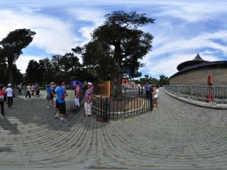 天壇九龍柏全景