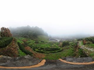 德遠堂后山 霧