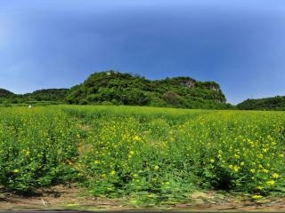 油菜花