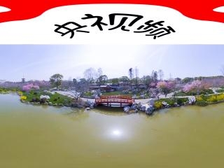 東湖櫻花園櫻花3