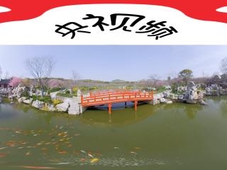 東湖櫻花園櫻花7