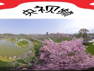 東湖櫻花園櫻花9